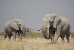 Namibia_August (96/135)